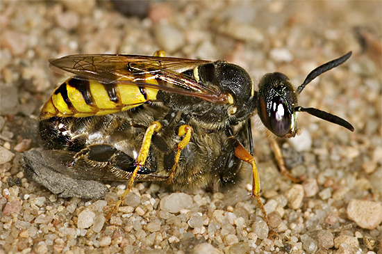Der Philant nutzt Bienen als Nahrung für seine Larven. Der Philant nutzt Bienen als Nahrung für seine Larven.
