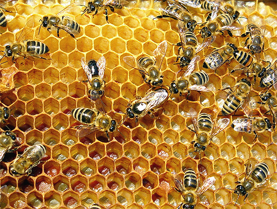 Um den Bienenstand wirksam vor Wespen zu schützen, müssen die ergriffenen Maßnahmen umfassend sein. Um den Bienenstand wirksam vor Wespen zu schützen, müssen die ergriffenen Maßnahmen umfassend sein.
