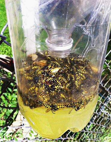 Eine einfache Wespenfalle aus einer Plastikflasche, gefüllt mit toten Insekten. Eine einfache Wespenfalle aus einer Plastikflasche, gefüllt mit toten Insekten.