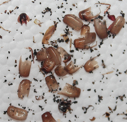Die von den Insekten während der Häutung abgeworfenen Chitinpanzer sind starke Allergene.