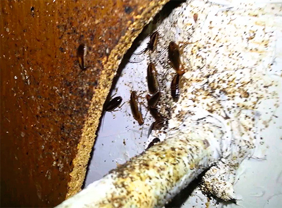 Wenn sie in Kanalisationen, Müllschächten und Kellern herumlaufen, kommen die Insekten mit verschiedenen Unreinheiten in Kontakt...