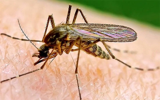 Bei der Arbeit von Lampen-Insektenvernichtern für Fluginsekten werden überhaupt keine Insektizide verwendet.