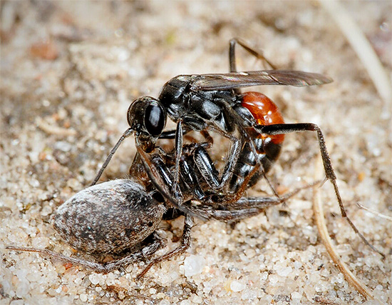 Eine Wegwespe jagt eine Spinne. Eine Wegwespe jagt eine Spinne.