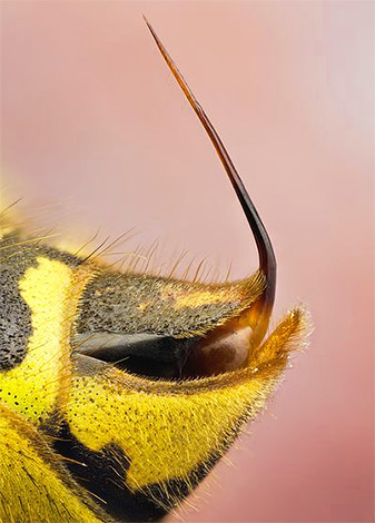Im Gegensatz zum Bienenstachel hat der Wespenstachel nahezu glatte Wände. Im Gegensatz zum Bienenstachel hat der Wespenstachel nahezu glatte Wände.