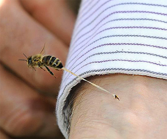 Der Bienenstachel bleibt normalerweise in der Haut des Opfers stecken und reißt dabei einen Teil der inneren Organe des Insekts ab. Der Bienenstachel bleibt in der Regel in der Haut des Opfers stecken und reißt dabei ein Stück der inneren Organe des Insekts mit heraus.