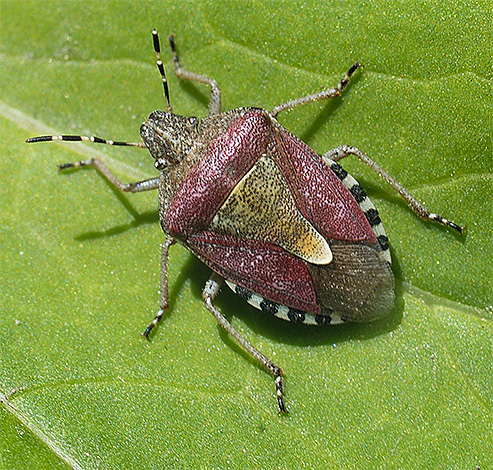 Die Beerenwanze ist oft an Himbeer- und Johannisbeersträuchern zu finden... Die Beerenwanze ist oft an Himbeer- und Johannisbeersträuchern zu finden...