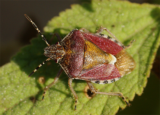 Das Foto zeigt eine Beerenwanze. Das Foto zeigt eine Beerenwanze.