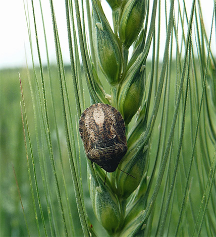 Die Getreidewanze (Eurygaster integriceps) ist ein Schädling von Getreidekulturen. Die Getreidewanze (Eurygaster integriceps) ist ein Schädling von Getreidekulturen.