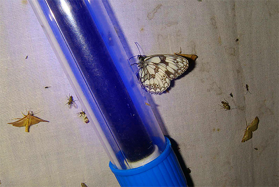 Ultraviolettes Licht zieht eine große Anzahl fliegender Insekten an. Ultraviolettes Licht zieht eine große Anzahl fliegender Insekten an.
