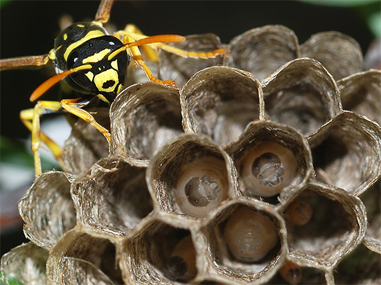 Eine erwachsene Wespe ist zum Nest geflogen, um die Larven zu füttern.