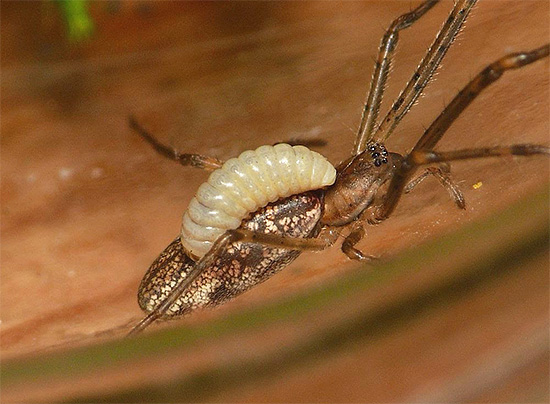 Die Larven einiger Wespenarten ernähren sich direkt am Körper des gelähmten Insekts.