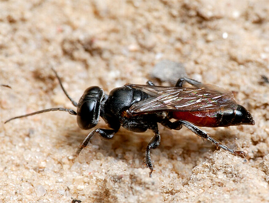 Stiche von Wegwespen gelten als eine der schmerzhaftesten unter allen Insekten. Stiche von Wegwespen gelten als eine der schmerzhaftesten unter allen Insekten.
