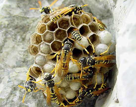 Im Gegensatz zu Bienengift wäre es ziemlich problematisch, Wespengift in großen Mengen zu gewinnen. Im Gegensatz zu Bienengift wäre es ziemlich problematisch, Wespengift in großen Mengen zu gewinnen.