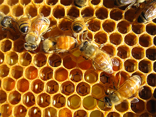 Wenn die Heiler über die Vorteile von Bienengift sprechen, legen sie keinen Wert auf seine Gefahr, als ob sie vergessen würden, dass es auch der menschlichen Gesundheit schaden kann. Wenn die Heiler über die Vorteile von Bienengift sprechen, legen sie keinen Wert auf seine Gefahr, als ob sie vergessen würden, dass es auch der menschlichen Gesundheit schaden kann.