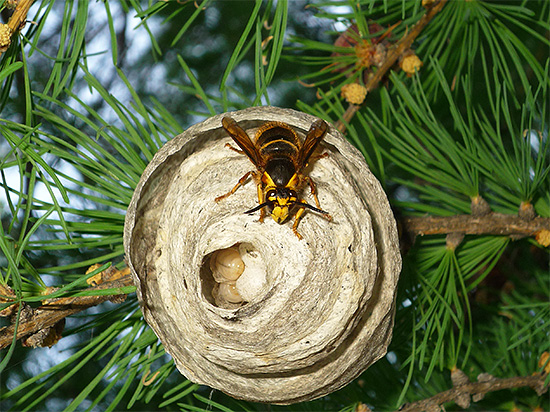 Das Foto zeigt ein Nest sogenannter Wildwespen (im Inneren sind Larven zu sehen).