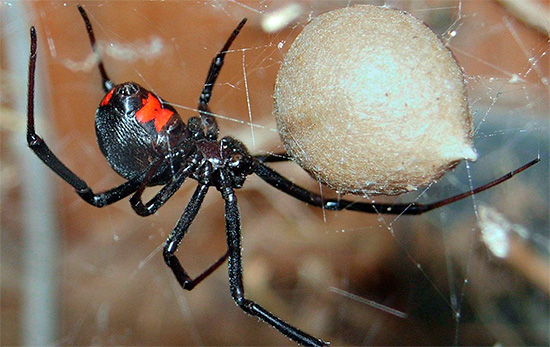 Das Foto zeigt eine giftige Schwarze Witwe