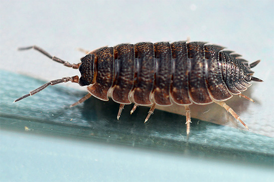 In der Regel überschreiten die Größen der Individuen selbst bei tropischen Arten nicht 5-6 cm.