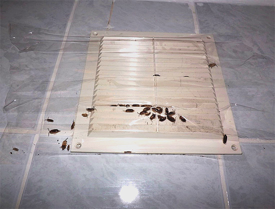 Insekten können über Lüftungsschächte in die Wohnung eindringen.