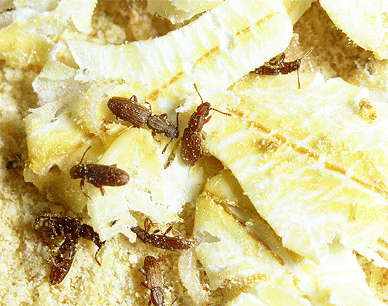 Wenn Insekten in Lebensmittellagern nicht bekämpft werden, können sie den Vorräten erheblichen Schaden zufügen.