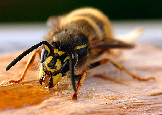 Eine Wespe frisst verschütteten Honig... Eine Wespe frisst verschütteten Honig...