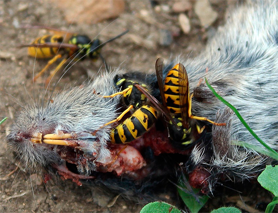 Diese Insekten verschmähen auch Aas nicht, das als Proteinquelle für die heranwachsenden Larven dient. Diese Insekten verschmähen auch Aas nicht, das als Proteinquelle für die heranwachsenden Larven dient.