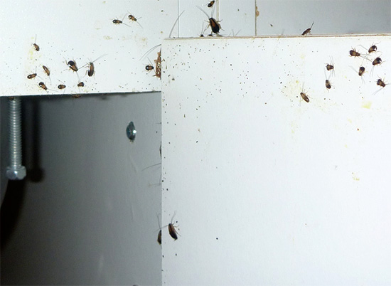 Kanalisationsschaben können mit Insektiziden und Fallen bekämpft werden.