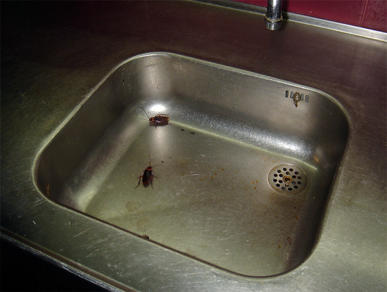 Wenn Sie eine Kakerlake in der Wohnung entdecken, können Sie sicher sein, dass dieses Exemplar hier kaum das einzige ist.