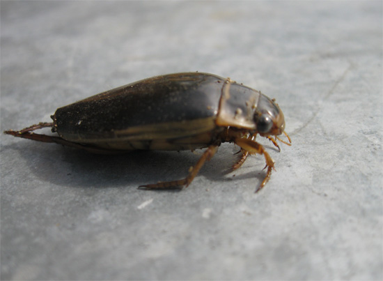 Schwimmkäfer
