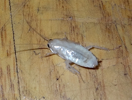 Eine weiße Kakerlake in der Wohnung ist kein Mutant, sondern eine Larve, die gerade ihren alten Chitinpanzer abgeworfen hat.