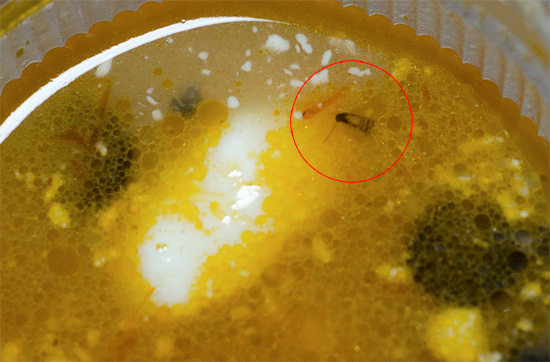 Eine Schabe in der Suppe – ein Grund für einen Skandal und eine Beschwerde bei der SES.