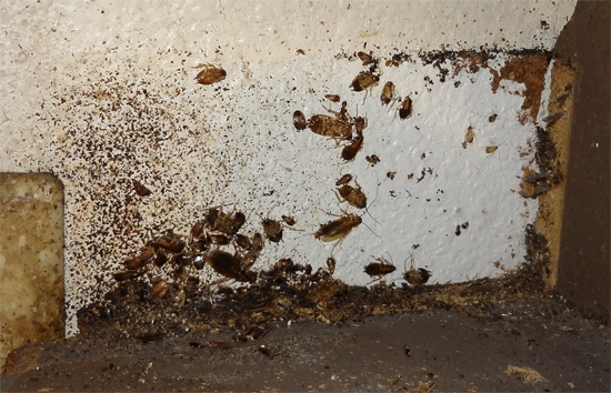 Ein solches Versteck von Schaben kann leicht mit ihrem Nest verwechselt werden – hier sammeln sich in großer Zahl ihre Chitinpanzer nach der Häutung sowie ihre Exkremente an.