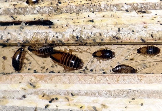 Rotbraune Schaben lieben den Geruch von Holz sehr und halten sich bevorzugt in der Nähe von Holzgegenständen auf.