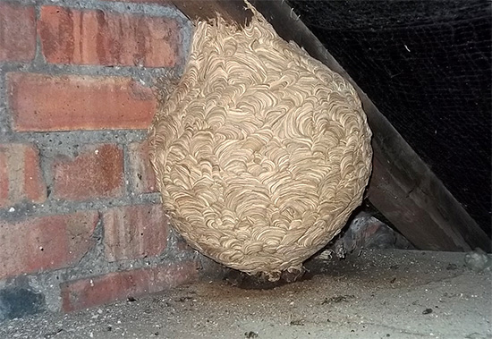 Ein weiteres Beispiel für ein ungünstig gelegenes Nest auf dem Dachboden eines Hauses.