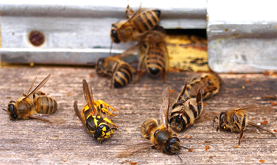 Manchmal greifen Wespen (und besonders Hornissen) Bienenstöcke an und verursachen erheblichen Schaden.