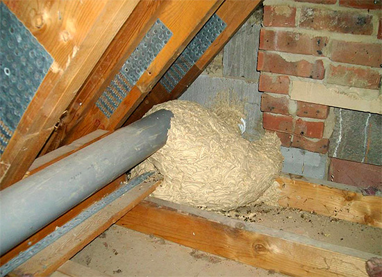 Sich einem solchen Nest zu nähern, kann gesundheitlich gefährlich sein...