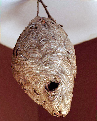 Wenn das Nest der Insekten an einem dünnen Stiel an der Basis befestigt ist, lässt sich leicht ein Plastikbeutel darüber stülpen...