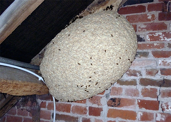 Aber über ein solches Nest einen Beutel zu stülpen, ist ziemlich problematisch.