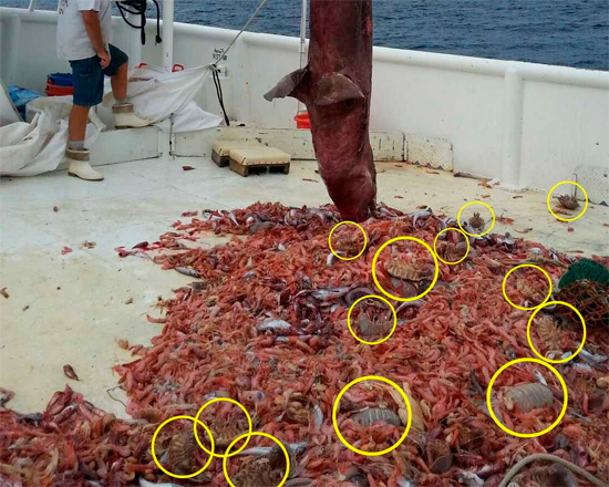 Experten gehen davon aus, dass sich die Asseln nur in solchen Mengen versammelt haben konnten, um am Kadaver eines großen Tiers am Meeresboden zu schmausen. Experten vermuten, dass sich die Asseln nur in solchen Mengen versammelt haben, um am Kadaver eines großen Tieres am Meeresgrund zu schlemmen.