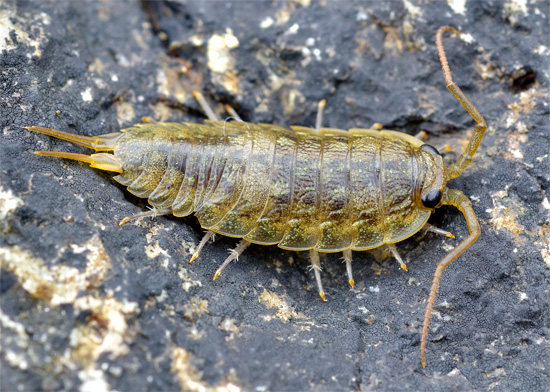 Eine typische pelagische Assel (Ligia oceanica), die in der Gezeitenzone warmer Meere lebt. Eine typische pelagische Assel (Ligia oceanica), die in der Gezeitenzone warmer Meere lebt.