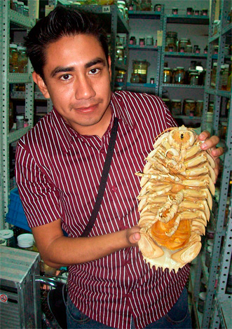 So sieht ein getrocknetes Exemplar des Riesen-Isopoden Bathynomus giganteus aus (Foto aufgenommen in einem Forschungszentrum). So sieht ein getrocknetes Exemplar des Riesen-Isopoden Bathynomus giganteus aus (Foto aufgenommen in einem Forschungszentrum).
