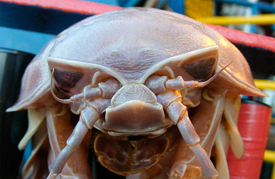 Obwohl die riesigen Asseln in großen Tiefen mit wenig Licht leben, haben sie dennoch Augen und insgesamt ein gutes Sehvermögen. Obwohl die riesigen Asseln in großen Tiefen mit wenig Licht leben, haben sie dennoch Augen und insgesamt ein gutes Sehvermögen.
