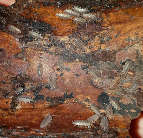 Eine Ansammlung von Kellerasseln unter einem Holzstück. Eine Ansammlung von Kellerasseln unter einem Holzstück.