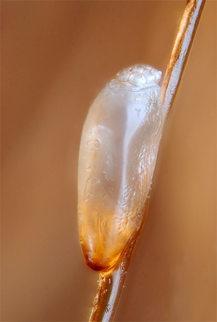 Dank ihrer Schutzhülle sind Nissen resistent gegen die Wirkung der meisten Insektizide. Dank ihrer Schutzhülle sind Nissen resistent gegen die Wirkung der meisten Insektizide.