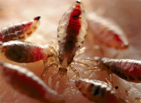 Wenn Sie Läuse nicht bekämpfen oder dies ineffektiv tun, können sich die Parasiten sehr schnell vermehren... Wenn Sie Läuse nicht bekämpfen oder dies ineffektiv tun, können sich die Parasiten sehr schnell vermehren...
