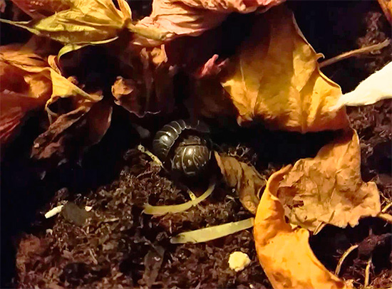 Asseln können sich beispielsweise im Laubfall in einem Vorgarten eines Stadtgebäudes verstecken. Asseln können sich beispielsweise im Laubfall in einem Vorgarten eines Stadtgebäudes verstecken.