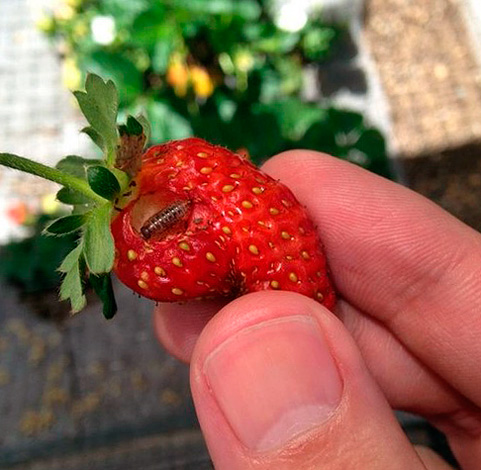 Vereinzelte Tiere können unter anderem auf Beeren und Früchten in die Wohnung gelangen. Vereinzelte Tiere können unter anderem auf Beeren und Früchten in die Wohnung gelangen.
