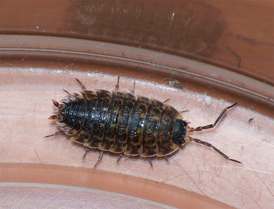 In feuchten Badezimmern und Toiletten können Kellerasseln recht lange überleben, da sie dort Nahrung finden, zum Beispiel auf der Oberfläche von länger nicht gereinigten Fliesen. In feuchten Badezimmern und Toiletten können Kellerasseln recht lange überleben, da sie dort Nahrung finden, zum Beispiel auf der Oberfläche von länger nicht gereinigten Fliesen.