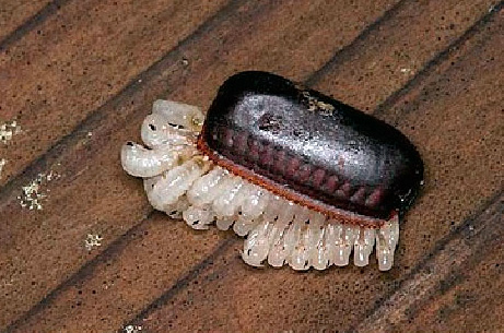Schlüpfen der Larven der Schwarzen Schabe – sie haben die Wände der Oothek zerrissen, die ihnen zu klein geworden war.