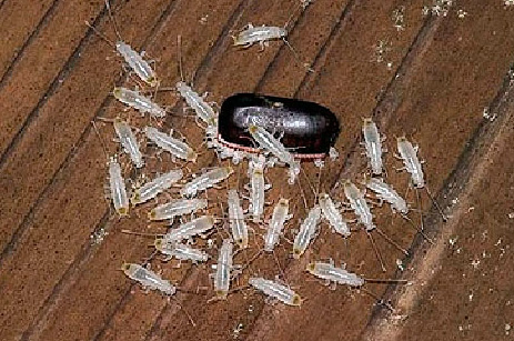 Buchstäblich innerhalb weniger Minuten klettern die Nymphen vollständig aus der Oothek und laufen auf der Suche nach einem Versteck auseinander.