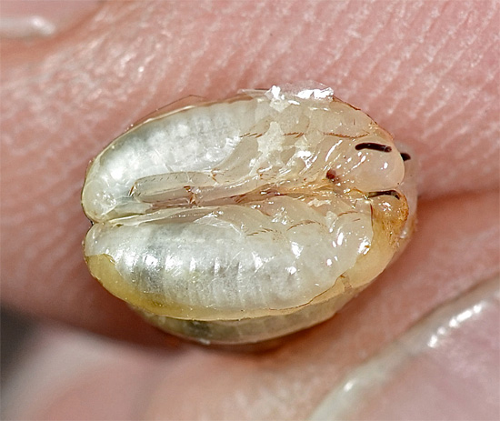 Embryonen einer Kakerlake, aus einer beschädigten Oothek entnommen.